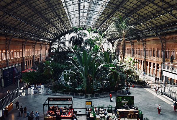 Jardín botánico en la estación de Atocha, Madrid. Fotografía: Mindaugas Petrutis (@mindaugas)