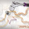 Técnica CRISPR-Cas9 de edición del genoma humano. Foto: Ernesto del Aguila - National Human Genome Research Institute (NHGRI) (CC BY-NC 2.0). Blog Elcano