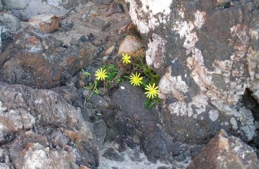 Plant resilience. Photo: Pierre Pouliquin (CC BY-NC 2.0). Elcano Blog