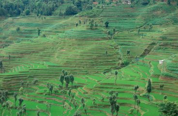 Sistema de los arrozales en terrazas de los hani en la prefectura de Honghe, condado de Yuanyang (República Popular China). Foto: ©FAO/Sara Manuelli (CC BY-NC 2.0)