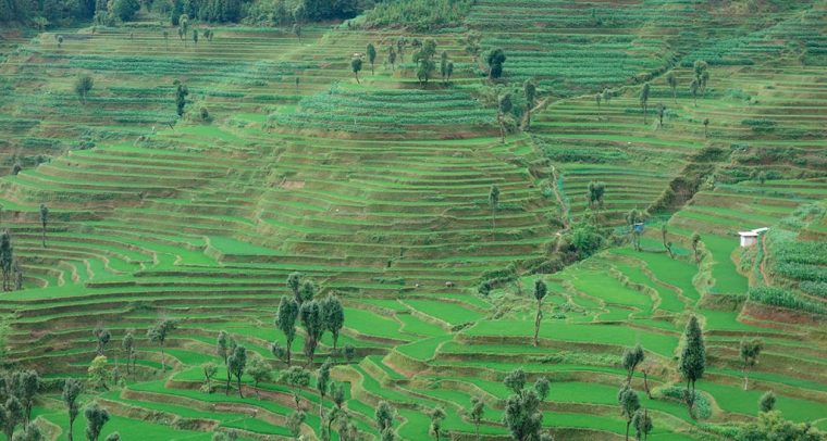 Sistema de los arrozales en terrazas de los hani en la prefectura de Honghe, condado de Yuanyang (República Popular China). Foto: ©FAO/Sara Manuelli (CC BY-NC 2.0)