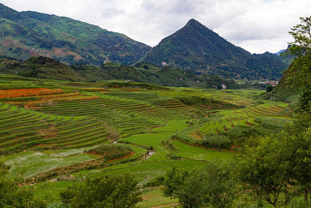 Presencia global de Asia y Pacífico: el continente emergido. Sistema de arrozales en Sapa (Vietnam). Foto: Brian Jeffery Beggerly (CC BY 2.0). Blog Elcano