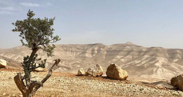 Vistas de las colinas sobre Jericó, en Cisjordania. Un árbol verde sobre un terreno pedroso y árido durante el día. Remiendos