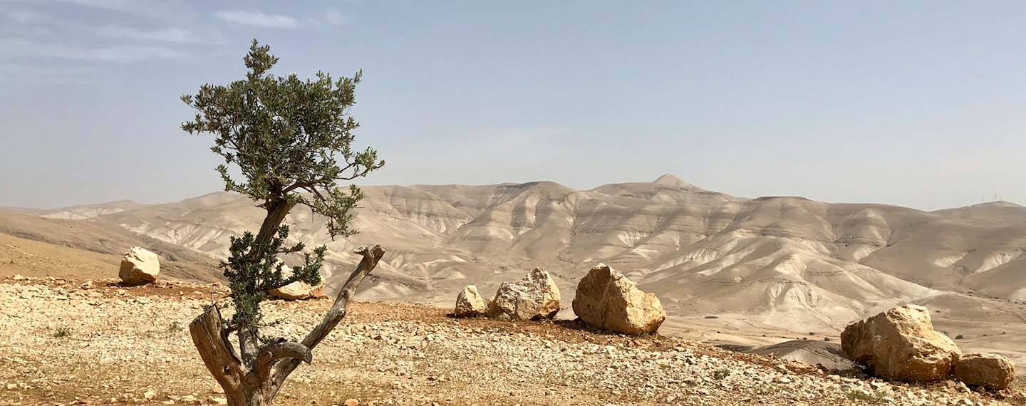 Vistas de las colinas sobre Jericó, en Cisjordania. Un árbol verde sobre un terreno pedroso y árido durante el día. Remiendos