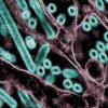 Micrografía electrónica de transmisión coloreada de partículas del virus H5N1 de la gripe aviar