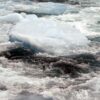 Hielo marino fragmentado flotando en aguas turbulentas y frías, mostrando una mezcla de bloques de hielo azules y espuma blanca debido a las corrientes marinas. Agua