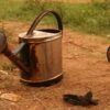 Two worn metal watering cans on a dirt ground with some vegetation, possibly used for irrigation in a rural or agricultural environment. Development