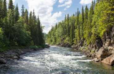 Río espumoso bordeado de pinos y árboles bajo un cielo con nubes en la localidad de Gäddede, Suecia.