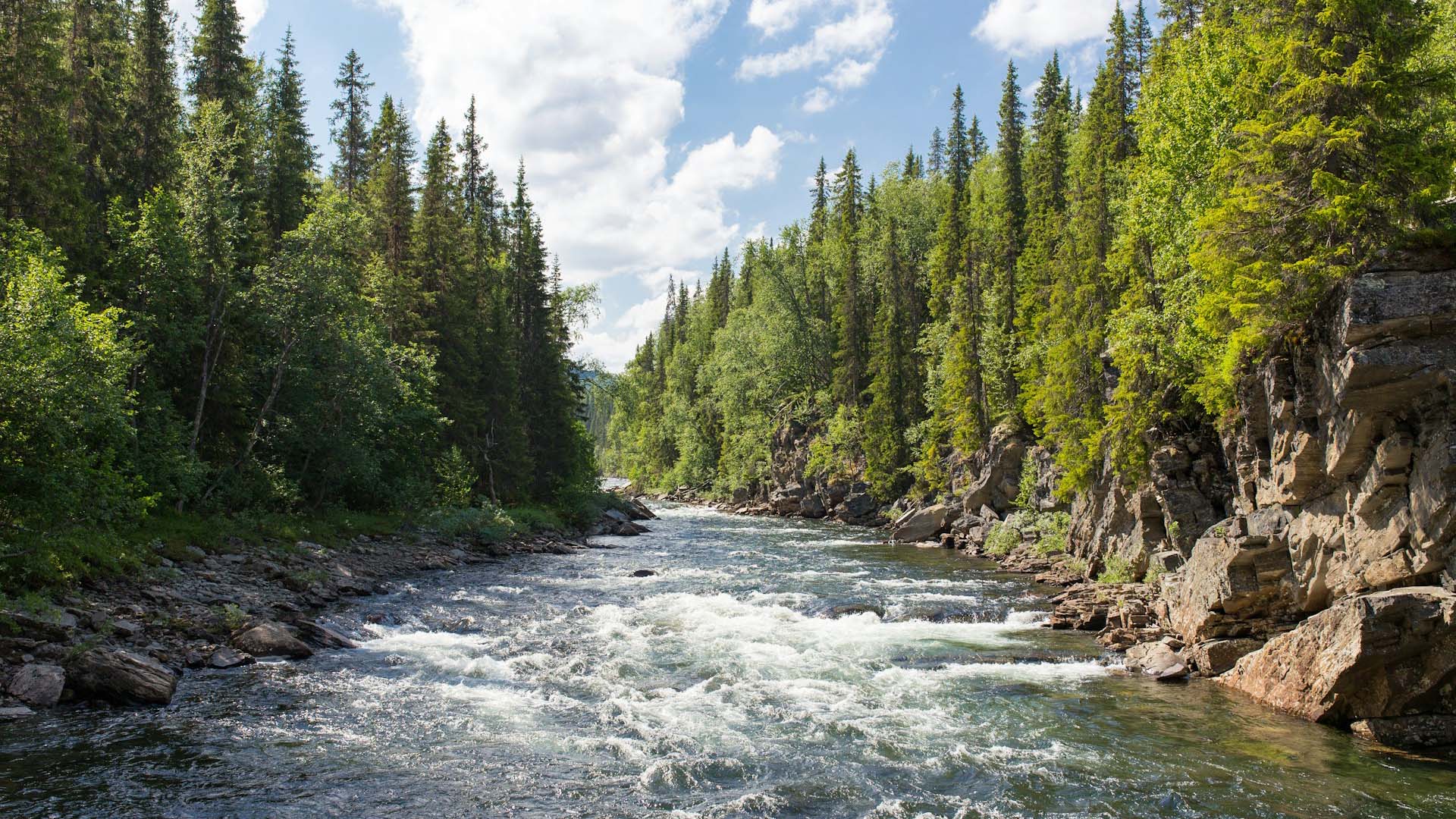 Río espumoso bordeado de pinos y árboles bajo un cielo con nubes en la localidad de Gäddede, Suecia.