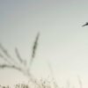 Silueta de un avión militar Tu-95 regresando a su base, volando a baja altura sobre un campo con vegetación al atardecer. A la izquierda, se distingue la silueta de una persona con una mochila. Ucrania