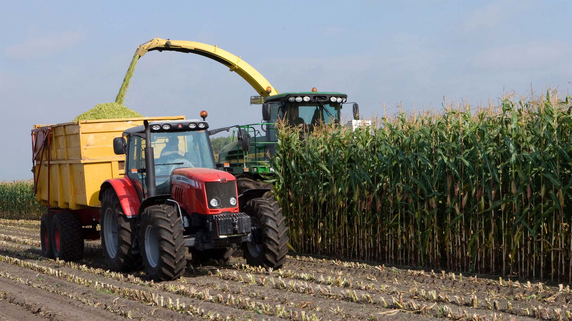 Un tractor con remolque circula junto a una cosechadora que corta maíz y descarga el material en el remolque; el suelo del campo muestra restos de tallos tras la cosecha y el cielo está despejado y azul.