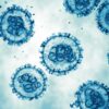 Imagen en tonos azules que muestra varias partículas del hantavirus vistas al microscopio electrónico. Los virus aparecen como estructuras esféricas semitransparentes flotando sobre un fondo claro, con detalles internos visibles y una superficie rodeada de pequeñas protuberancias características.